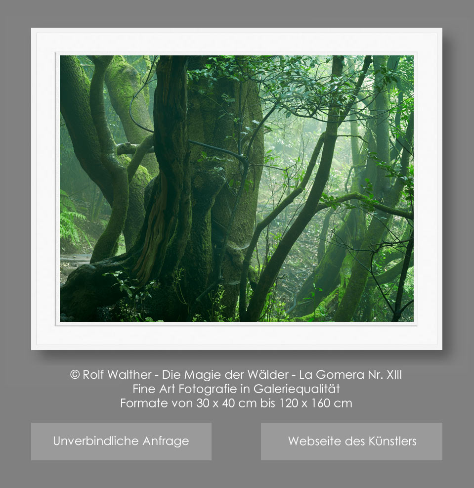 Fine Art Fotografie, die Magie der Wälder